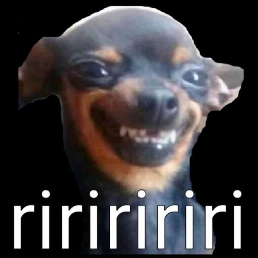 calma bisteco