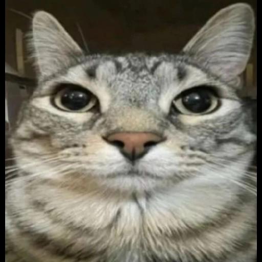 Tá online e não me responde