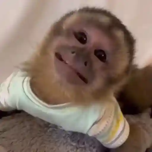 macaco