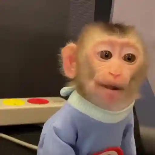 macaco