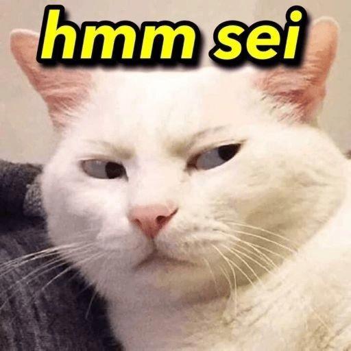 memes