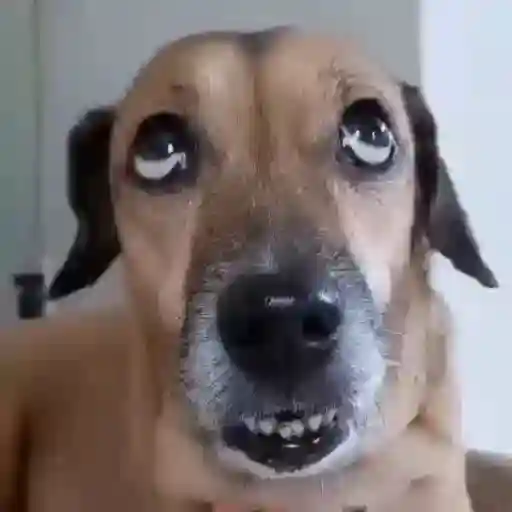 Tô exausta