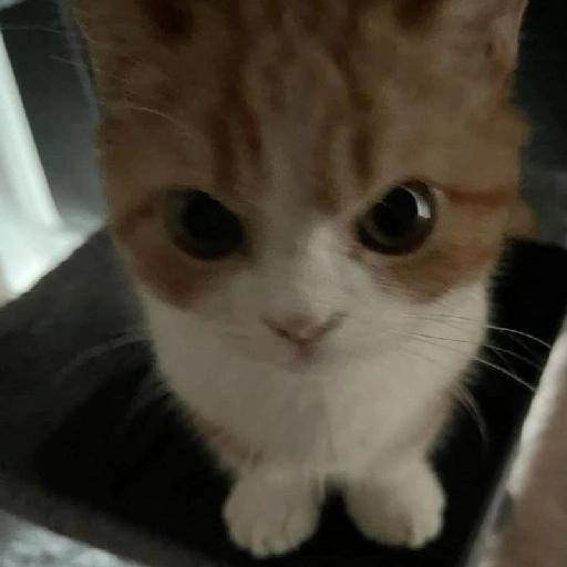 quatro patas 🐾