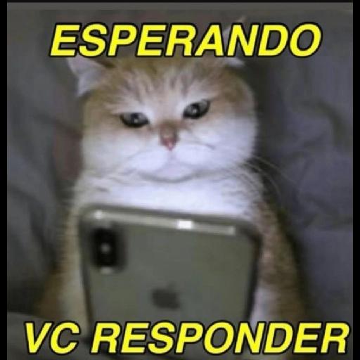 memes 