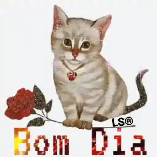 tô indo 