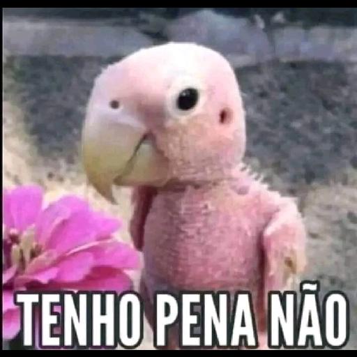 Boa tarde!