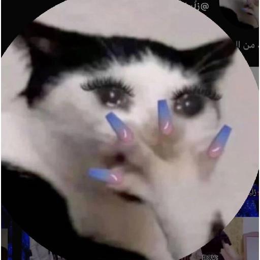 memes 