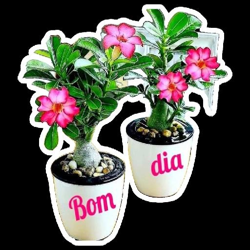 bom dia 