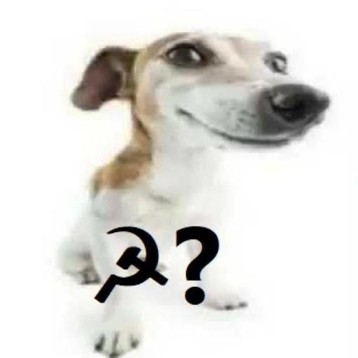 rapaz, ele tá sem zap