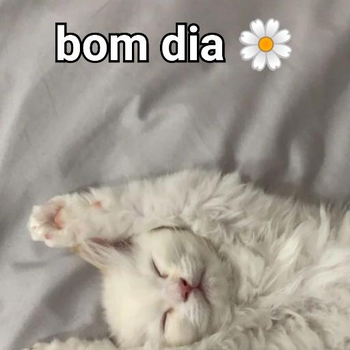 Gatos