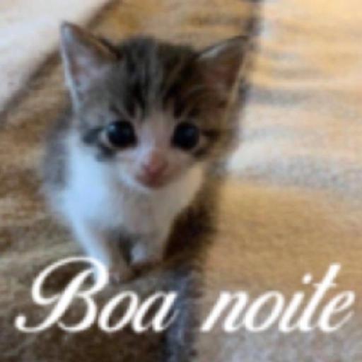 gatos