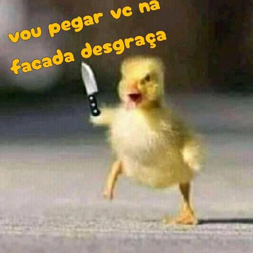 patinho