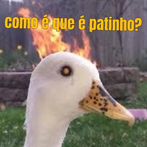 patinho