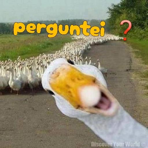 patinho