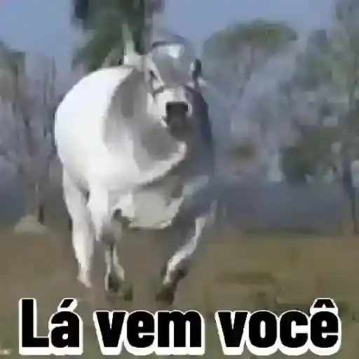 Tranquilo