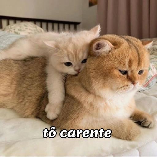 gatinhos