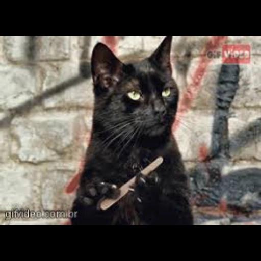 gato lixando 💅