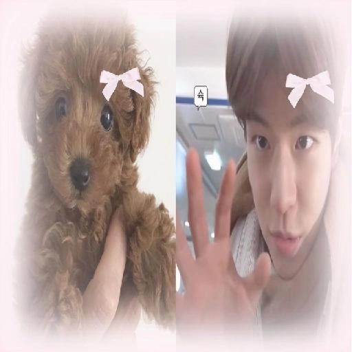 kpop 6