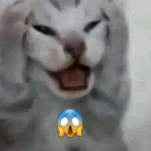 gatos