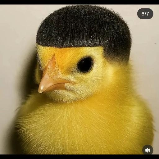 pintinho 
