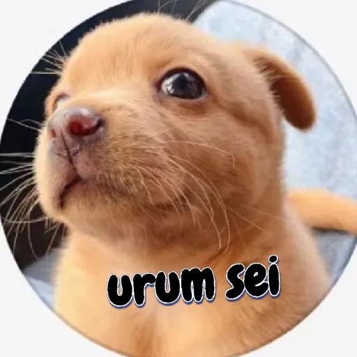 CALMA, vamos resolver na calma