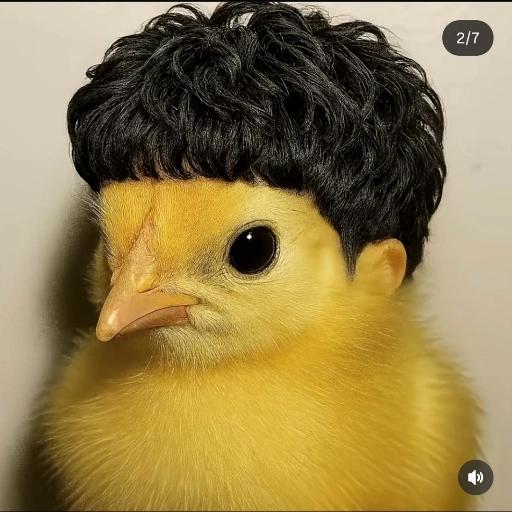 pintinho 
