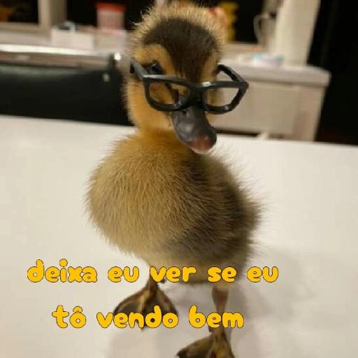 patinho