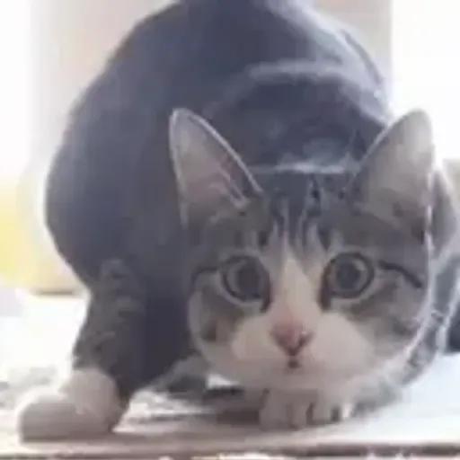 play_circle_outline Alguns memes