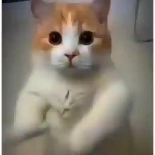 gatinho dançando