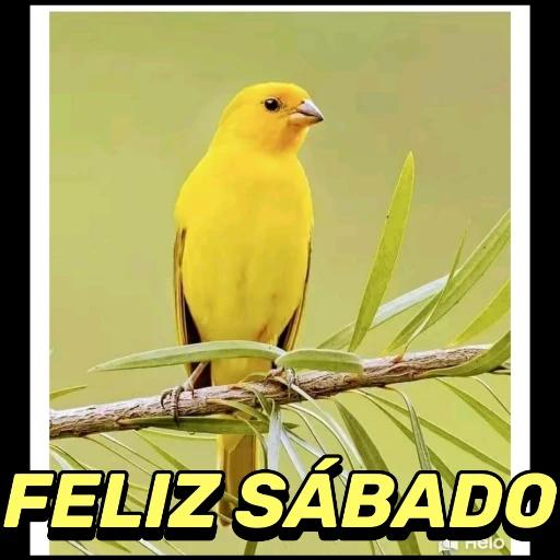 FELIZ SÁBADO