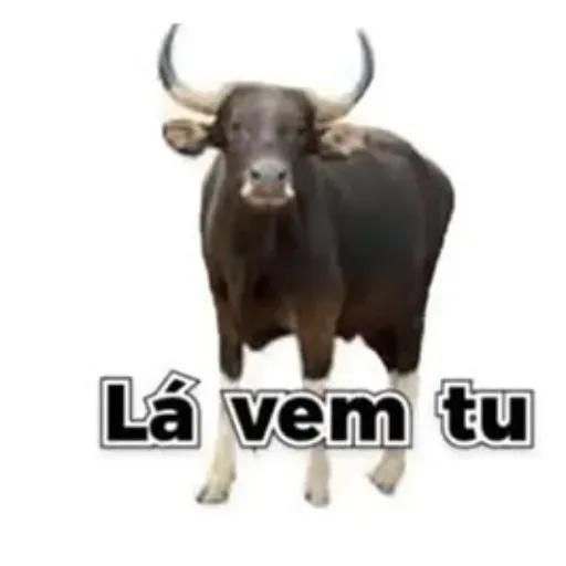 adesivos de memes