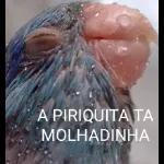safadinho