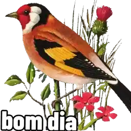 fofas