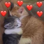 amo amo