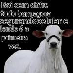 Boi🐮