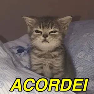 ACORDEI - getsticker.com
