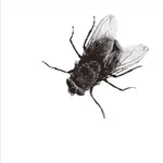 This is a fly.