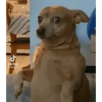 bolofofos