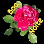 Flor pra você🌹