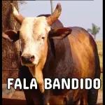 safadinha 