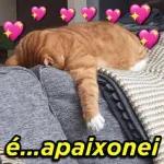 Gatos