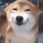 Animada