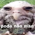 memes 