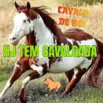 cavalo