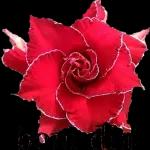 Que Deus dê um dia de muita Paz, Amor e Felicidade! Estrela de Minas Bom Dia