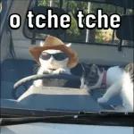 só animais 😂