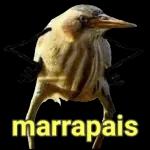memes 