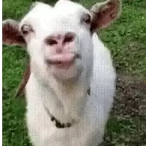 aj5ok8