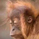 Fig para funcionário👨‍💼