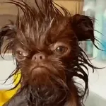 bolofofos